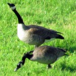 morning-watch-5-21-11-025-canadian-geese