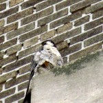 falcon-watch-6-26-11-009-stash