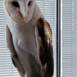 harlequin-banding-6-21-11-090-cpf-barn-owl