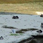 morning-watch-6-27-11-014-gull-amongst-ducks