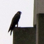 falcon-watch7-27-11-099-harlie-squawking