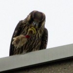 falcon-watch7-27-11-126-h-cleaning-up-after-a-meal