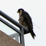 falcon-watch7-27-11-131-quest
