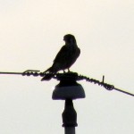 kp-7-24-11-004-kestrel