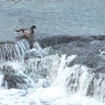 morning-watch-7-1-11-009-duck