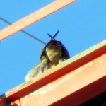 morning-watch-7-31-11-029-white-wing-of-prey1