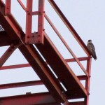 morning-watch-7-31-11-1st-falcon-sighting-of-the-day