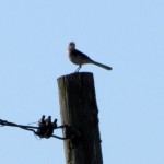 morning-watch-7-9-11-032-mockingbird
