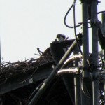 morning-watch-8-13-11-040-juvie-osprey1