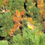 falcon-watch-10-05-11-017-meadowlark-at-kp