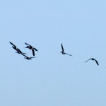morning-watch-10-08-11-041-geese