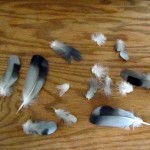 morning-watch-10-11-11-011-feathers