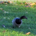 afternoon-watch-11-12-11-010-brant-goose