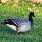 afternoon-watch-11-12-11-012-brant-goose
