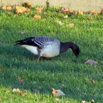 afternoon-watch-11-12-11-013-brant-goose