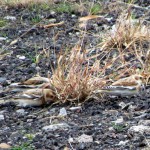 morning-afternoon-watch-11-20-11-029-snow-buntings