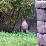 morning-afternoon-watch-11-20-11-041-coopers-hawk
