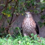 morning-afternoon-watch-11-20-11-042-coopers-hawk