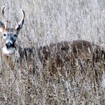 morning-watch-11-27-11-005-buck