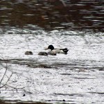 morning-watch-11-27-11-012-russell-station-ducks