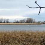 morning-watch-11-27-11-015-tundra-swans