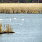 morning-watch-11-27-11-016-tundra-swans