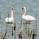 morning-watch-11-27-11-017-tundra-swans