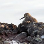 snowy-owl-watch-11-25-11-031-sandpiper