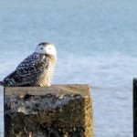 snowy-owl-watch-11-25-11-040-snowy