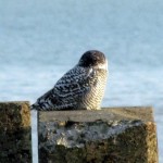 snowy-owl-watch-11-25-11-043-snowy1