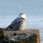 snowy-owl-watch-11-25-11-046-juvie-snowy
