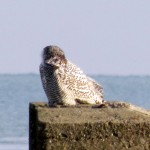 snowy-owl-watch-11-25-11-066-snowy