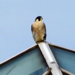 falcon-watch-12-3-11-034-female