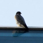 falcon-watch-12-3-11-038-male