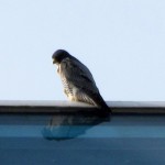 falcon-watch-12-3-11-040-male