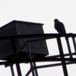 falcon-watch-12-3-11-056-hawkeye-nest