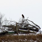 img_0469-northern-harrier