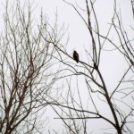 img_0500-northern-harrier