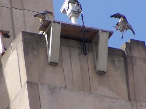 unity-and-mystery-tiercel-1-2-26-12