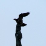 img_1414-the-falcon-has-landed