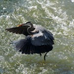 img_4888-gbh-taking-off