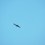 Beauty appears overhead at the Pedestrian Bridge - 7/22/12