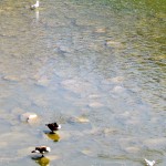 img_7020-canadian-geese-and-gulls