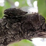 img_7386-cicada-in-tree