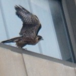 Orion Takes off from a windowsill on TSB 8/5/12