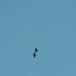 Orion and Dot.ca (I believe) Flying Together 8/12/12