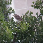 A Visit by a juvie Black Crowned Night Heron - 8/13/12