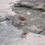 Juvie Black Crowned Night Heron - 8/14/12