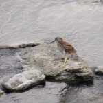 Juvie Black Crowned Night Heron - 8/14/12