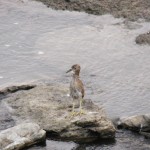 Juvie Black Crowned Night Heron - 8/14/12